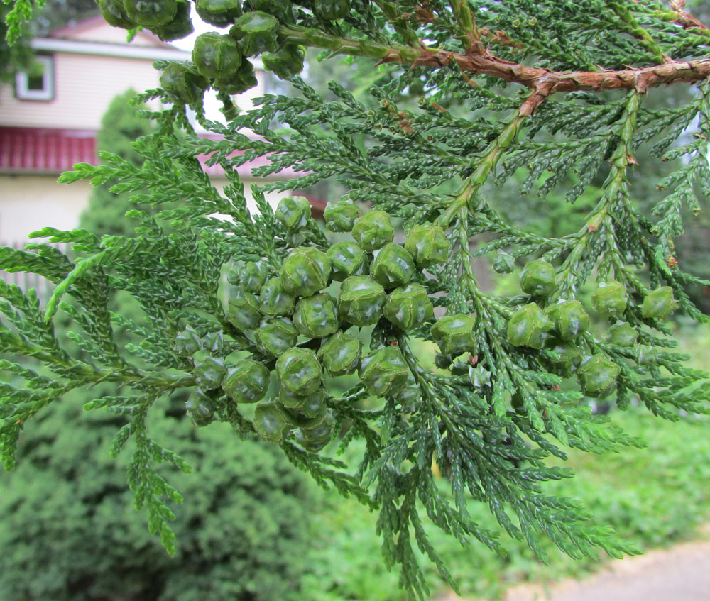 Image of Chamaecyparis pisifera specimen.