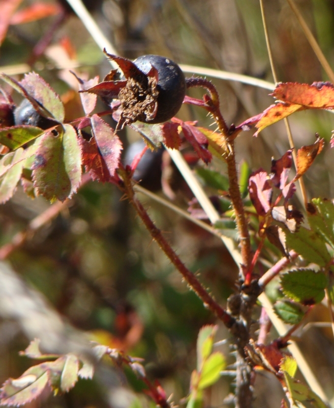 Image of Rosa spinosissima specimen.