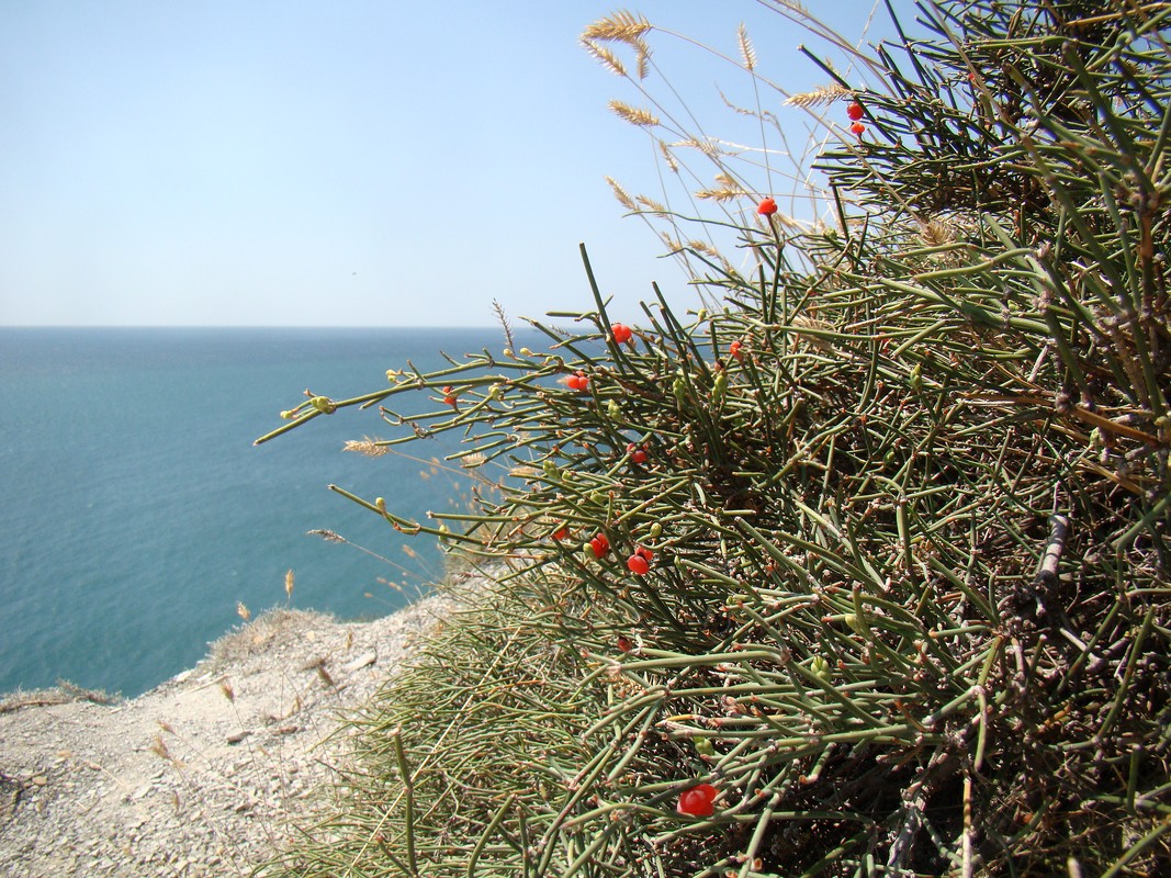 Image of Ephedra distachya specimen.