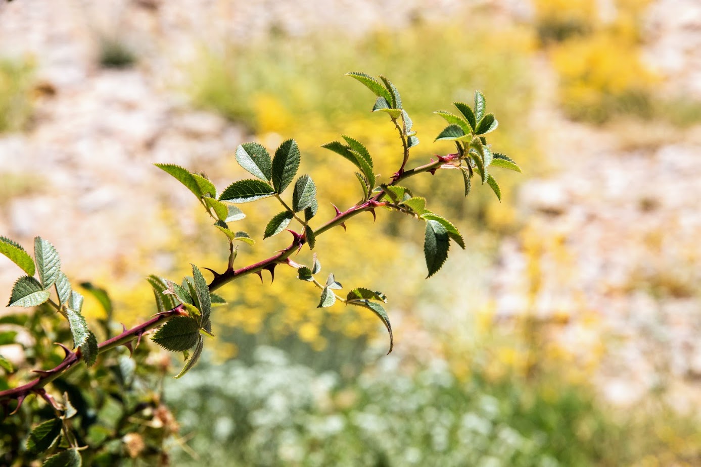 Image of Rosa canina specimen.