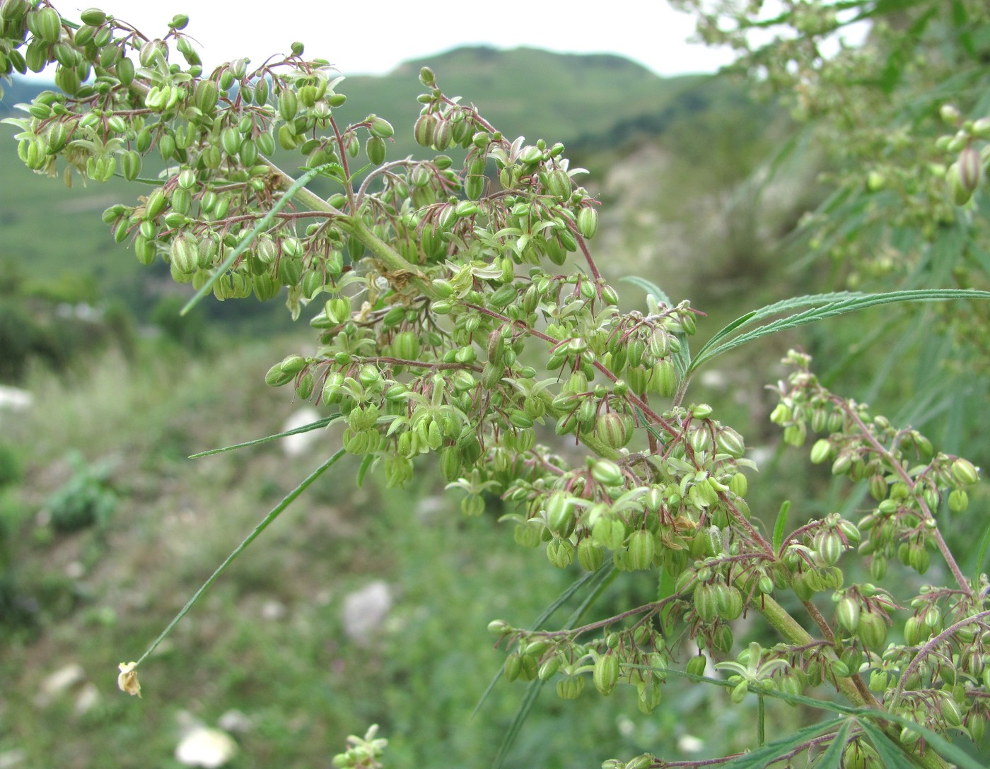 Image of Cannabis sativa var. spontanea specimen.