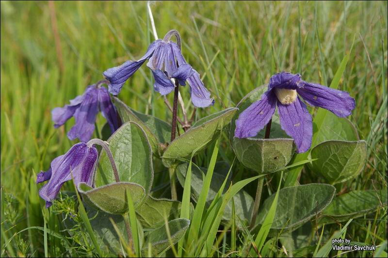 Image of Clematis integrifolia specimen.