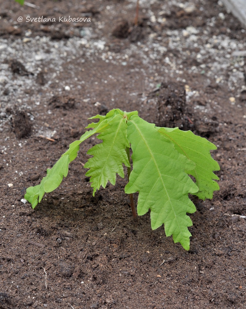 Image of Quercus mongolica specimen.