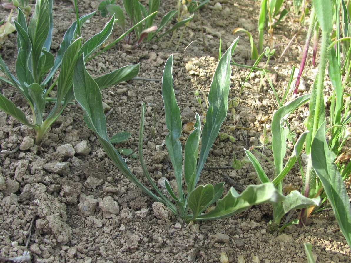 Изображение особи Convolvulus lineatus.