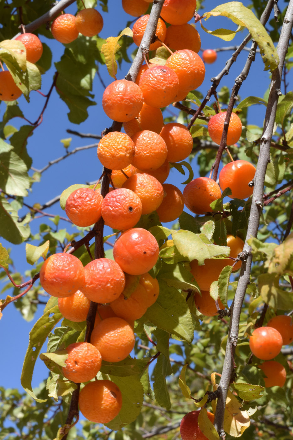 Image of Prunus cerasifera specimen.
