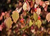 Euonymus verrucosus. Верхушка ветви с плодами и листьями в осенней окраске. Московская обл., Орехово-Зуевский р-н, долина р. Нерская, опушка смешанного леса. 22.09.2018.