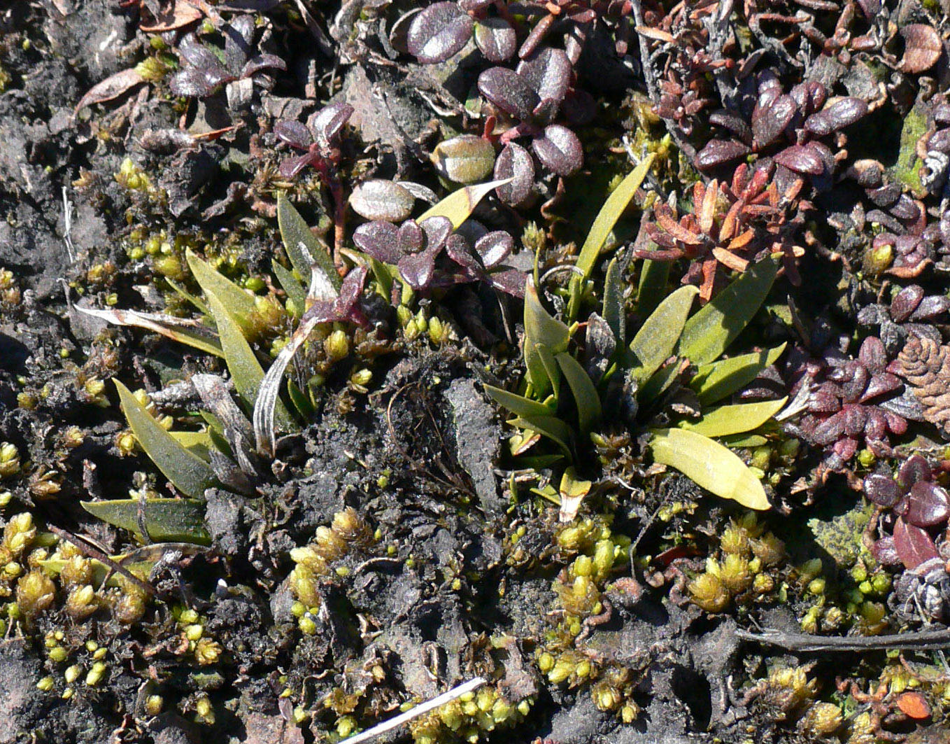 Image of Tofieldia coccinea specimen.