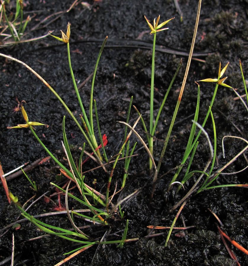 Image of Carex pauciflora specimen.
