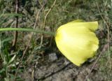 Papaver subspecies orientale