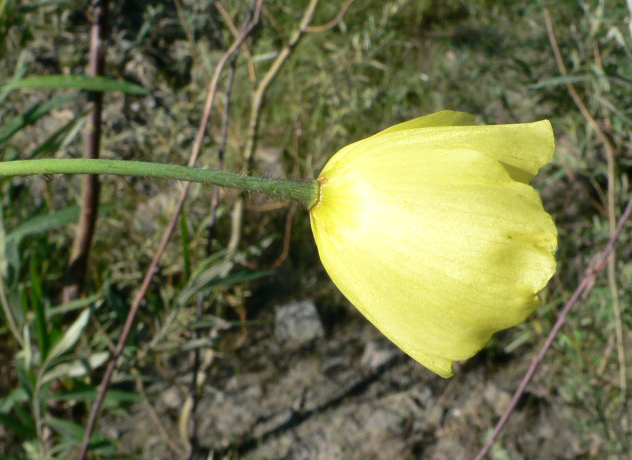 Изображение особи Papaver lapponicum ssp. orientale.