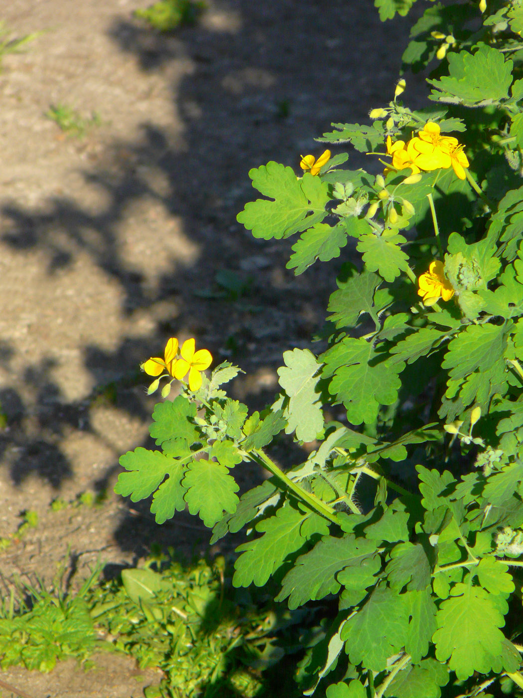 Image of Chelidonium majus specimen.