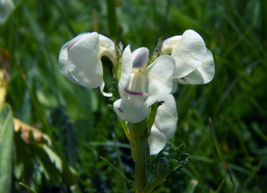 Изображение особи Pedicularis rhinanthoides.