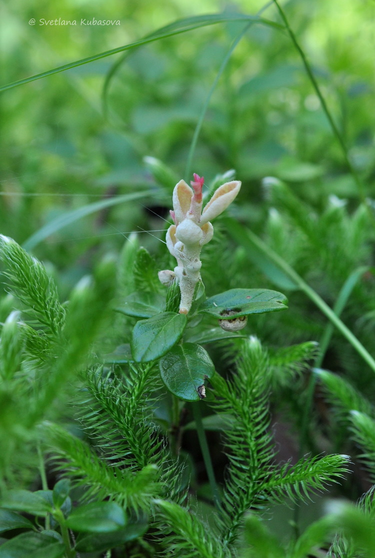 Image of Vaccinium vitis-idaea specimen.