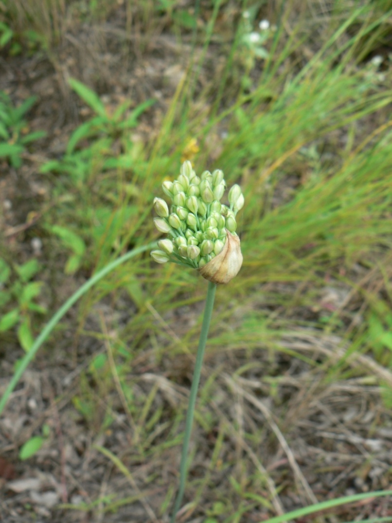 Изображение особи Allium sacculiferum.