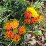 Leucospermum mundii