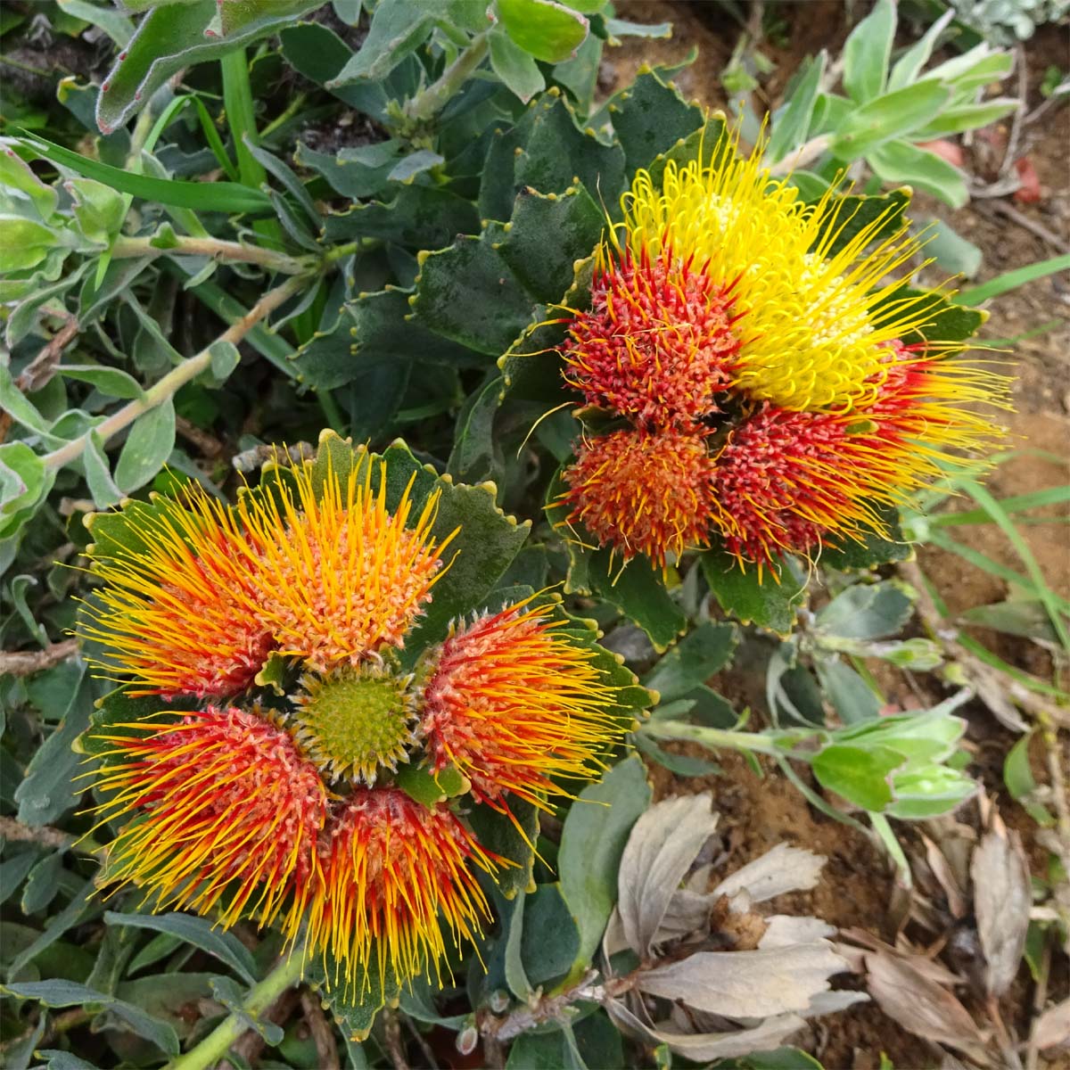 Image of Leucospermum mundii specimen.