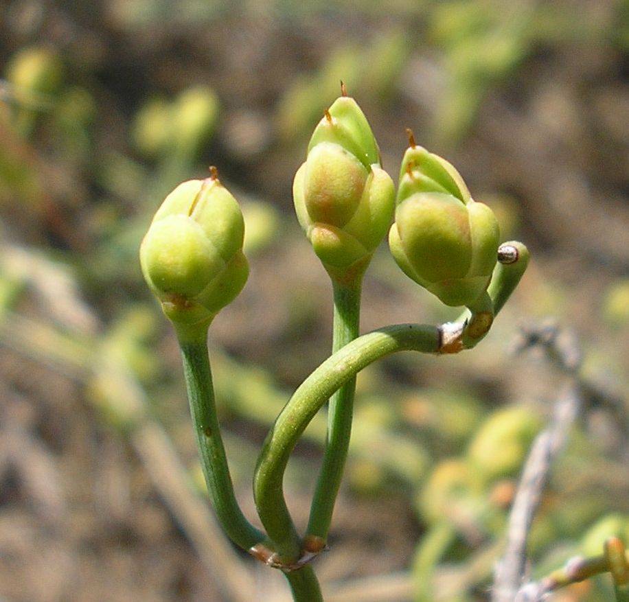 Изображение особи Ephedra distachya.