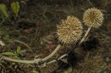 Echinops crispus. Верхушка сухого побега с соплодием. Башкортостан, Кугарчинский р-н, окр. дер. Мурадымово, долина р. Большой Ик ниже природного парка \"Мурадымовское ущелье\", поляна на правом берегу. 2 сентября 2018 г.