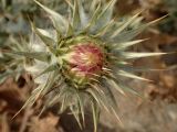 Onopordum caulescens