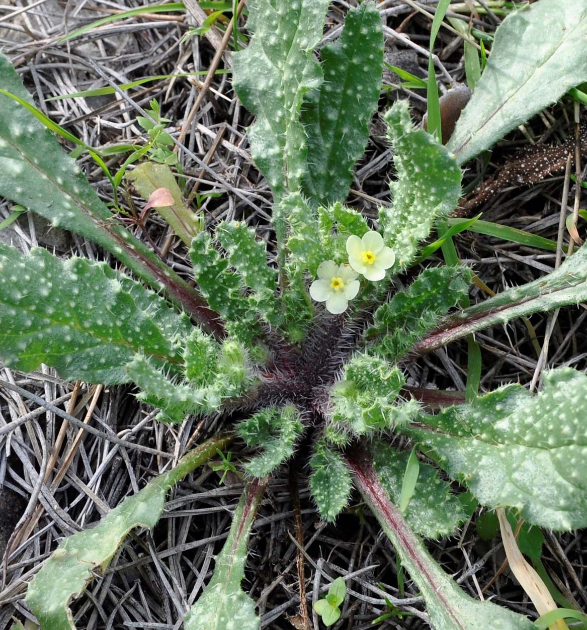 Изображение особи Anchusa aegyptiaca.