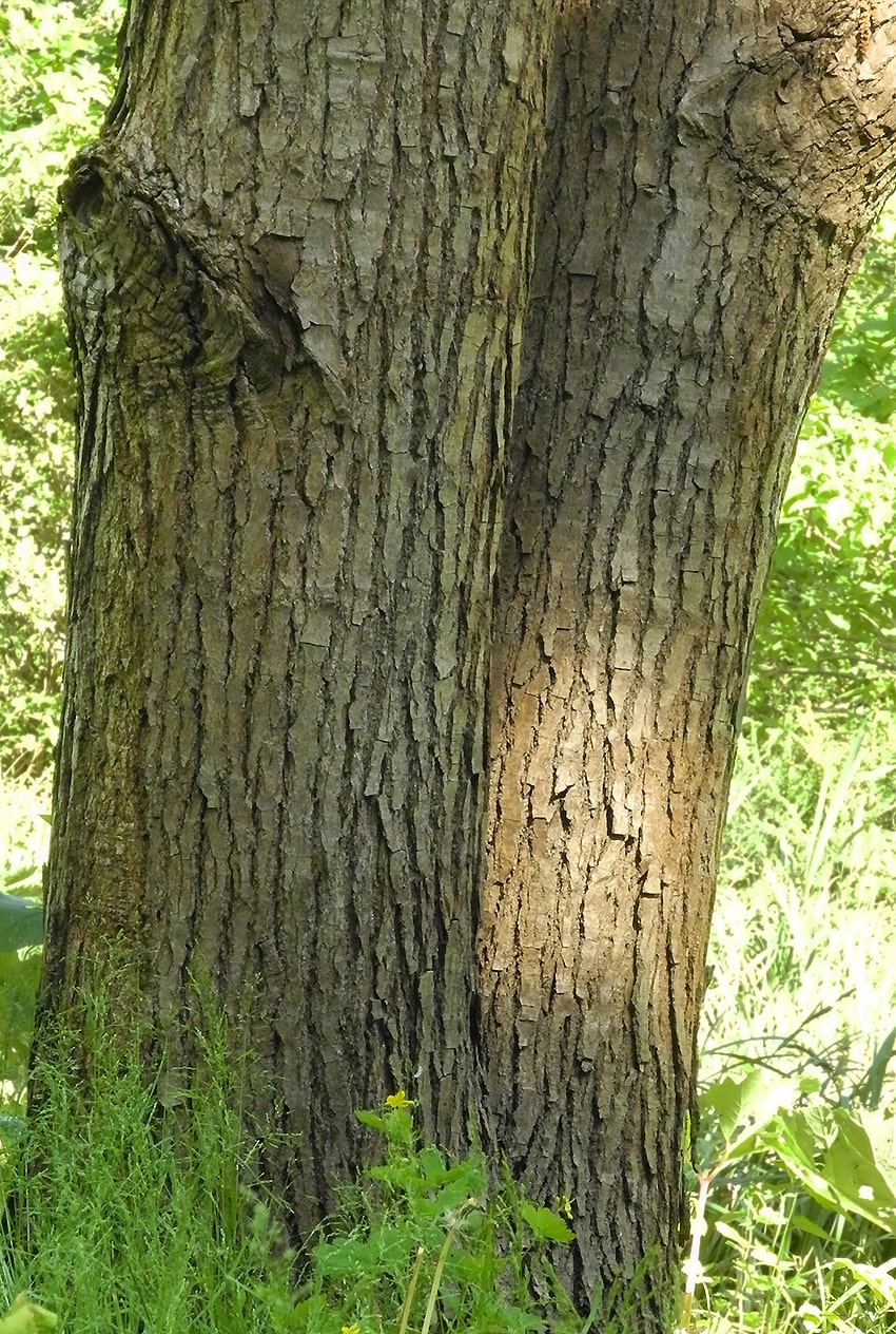 Image of Populus wilsonii specimen.