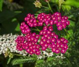 род Achillea. Общее соцветие. Пермь, Свердловский р-н, в озеленении. 26 июля 2018 г.