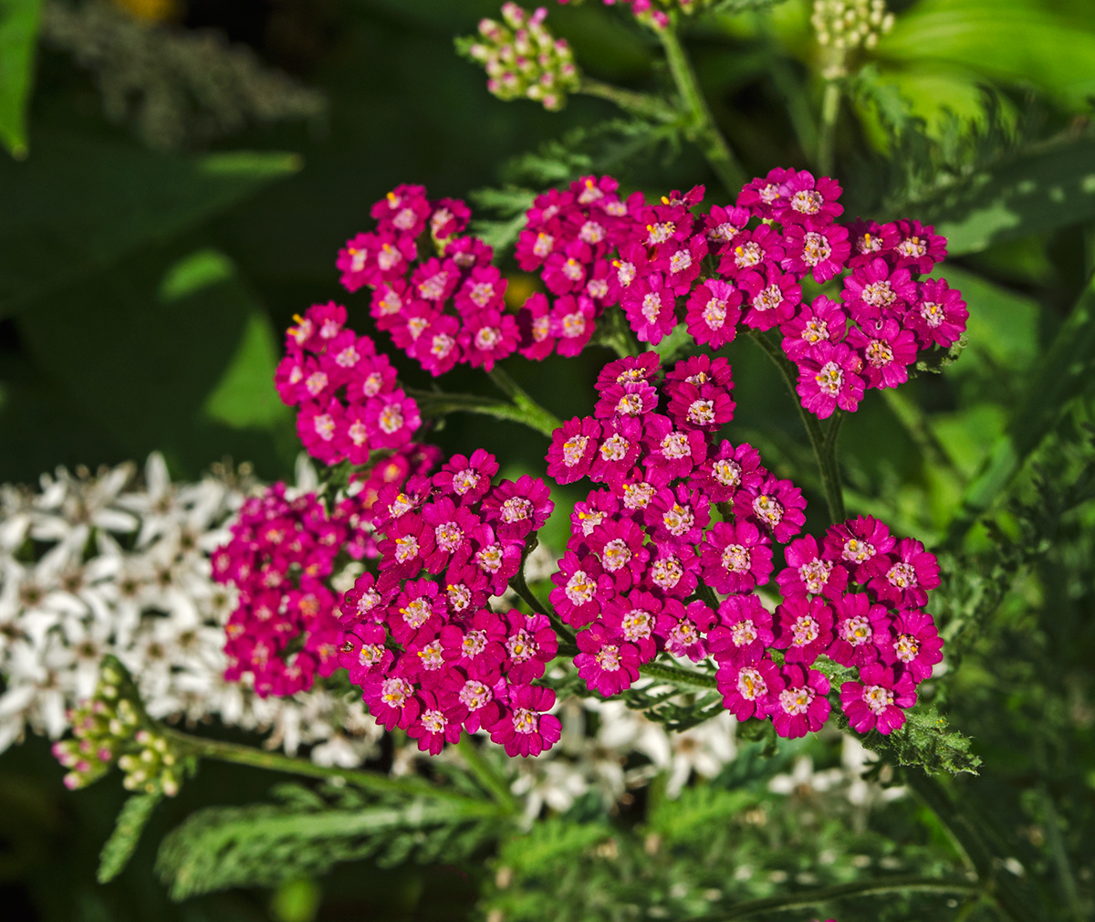 Изображение особи род Achillea.