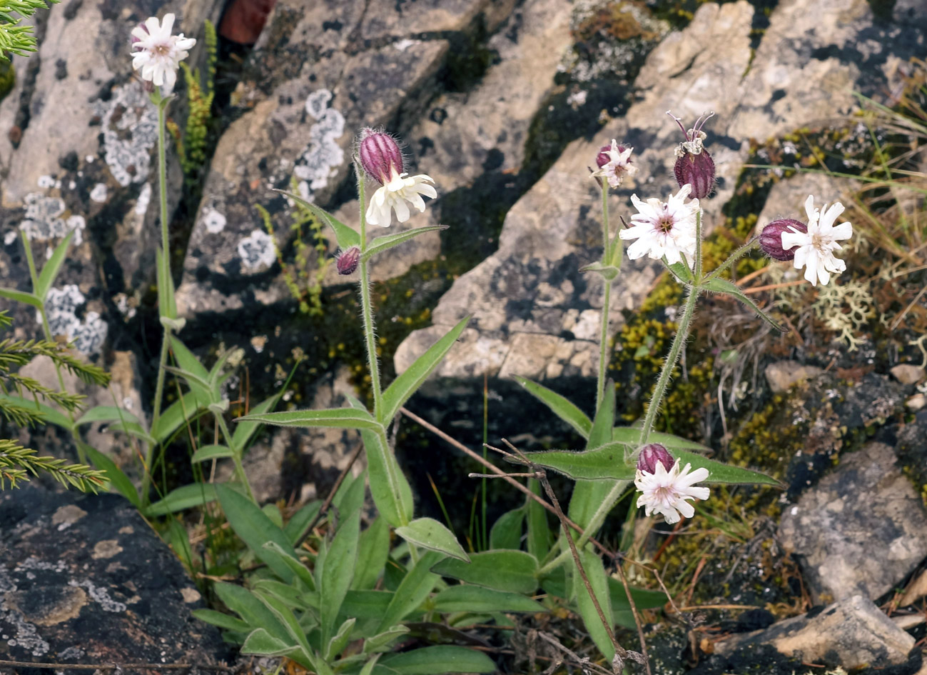 Image of Gastrolychnis saxatilis specimen.