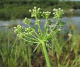 Sium latifolium. Соцветие. Архангельская обл., Вельский р-н, окр. пос. Усть-Шоноша, прибрежное мелководье р. Вель. 27.07.2011.