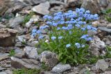 Myosotis alpestris