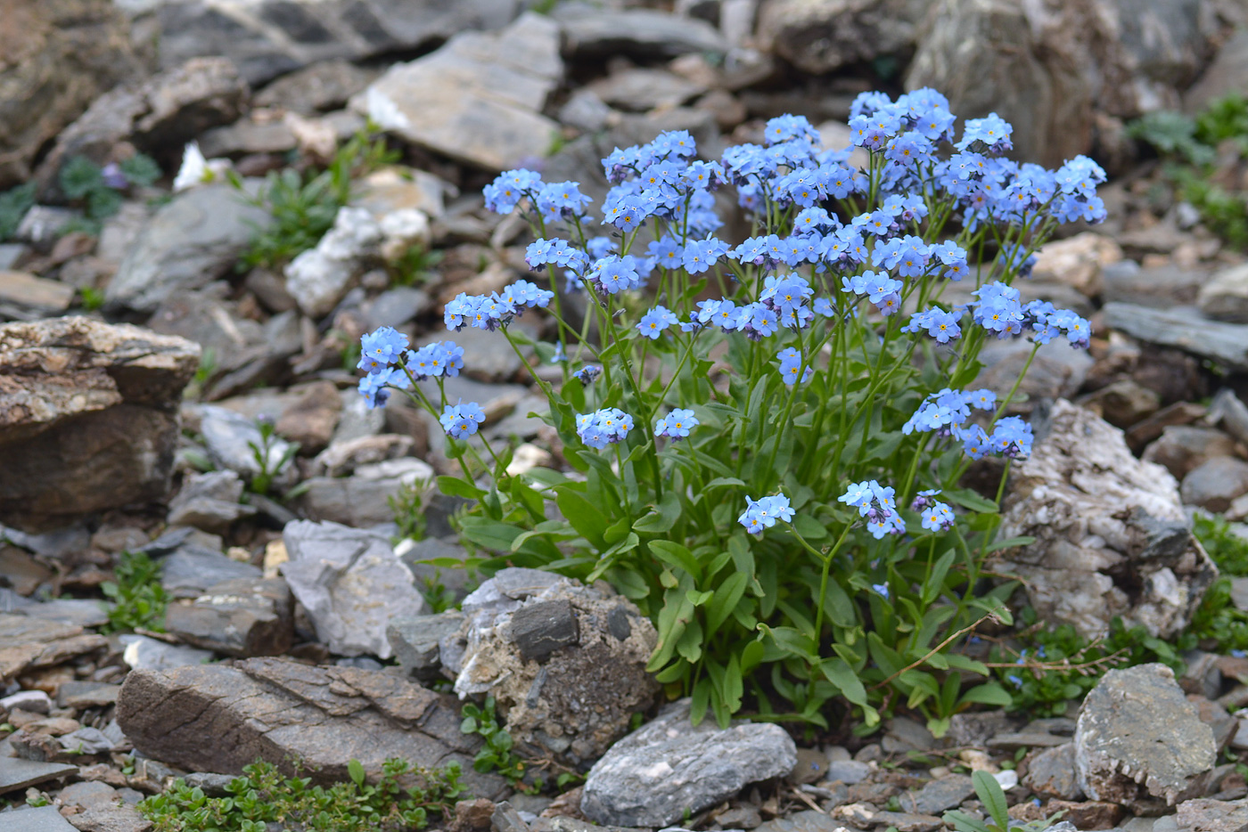 Изображение особи Myosotis alpestris.