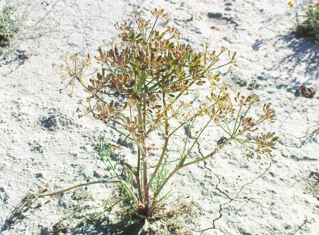 Image of Ferula nuda specimen.