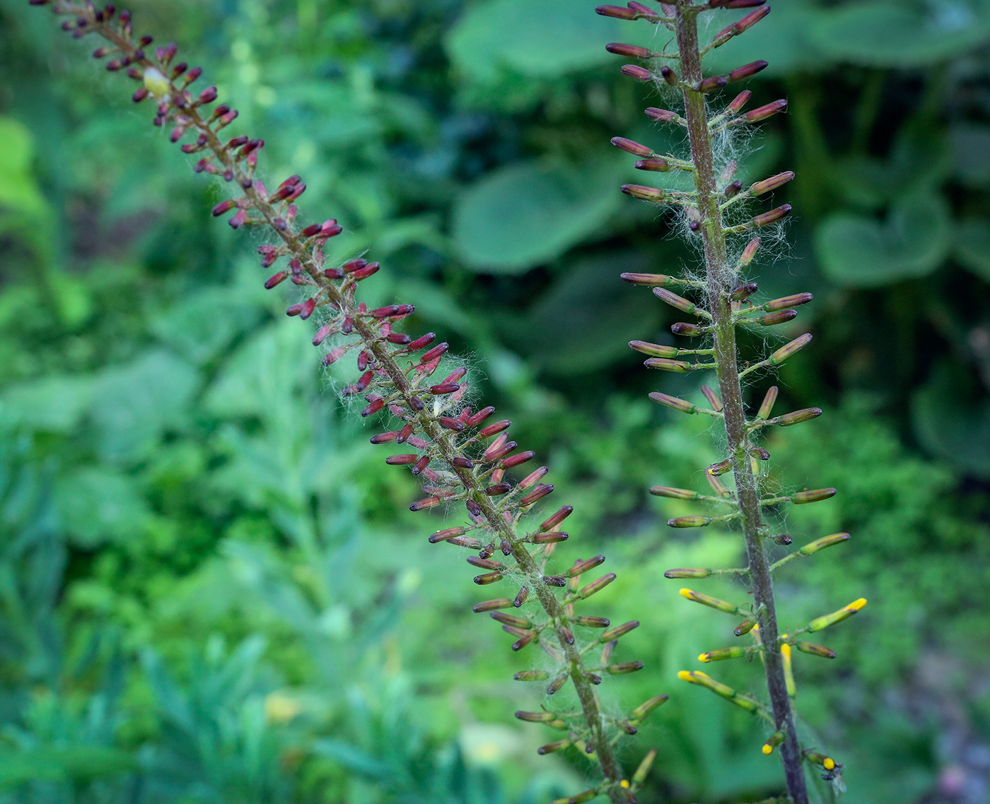 Image of Ligularia przewalskii specimen.