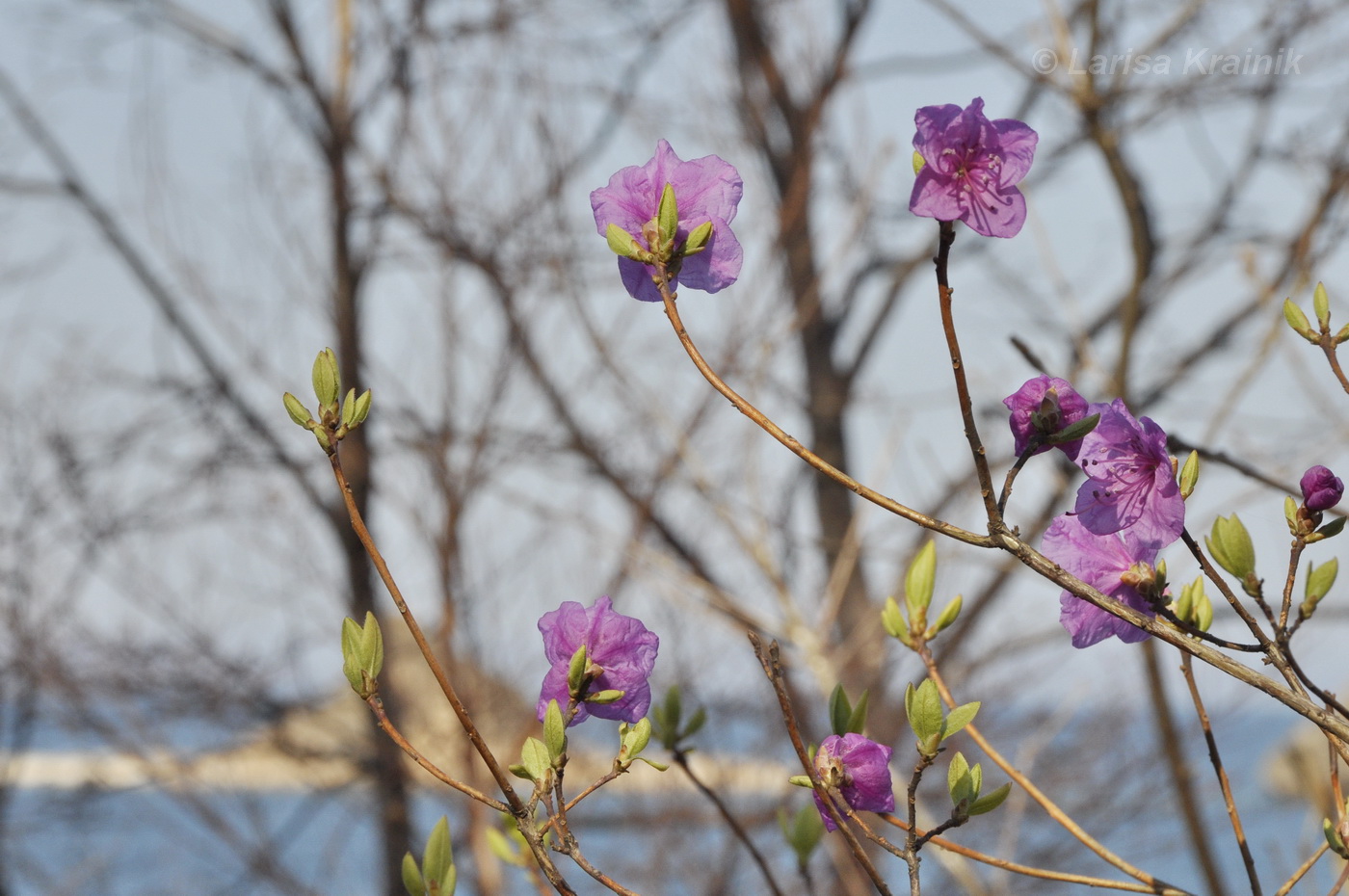 Image of Rhododendron mucronulatum specimen.