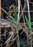 Phragmites australis