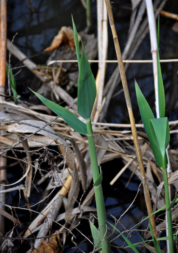 Изображение особи Phragmites australis.