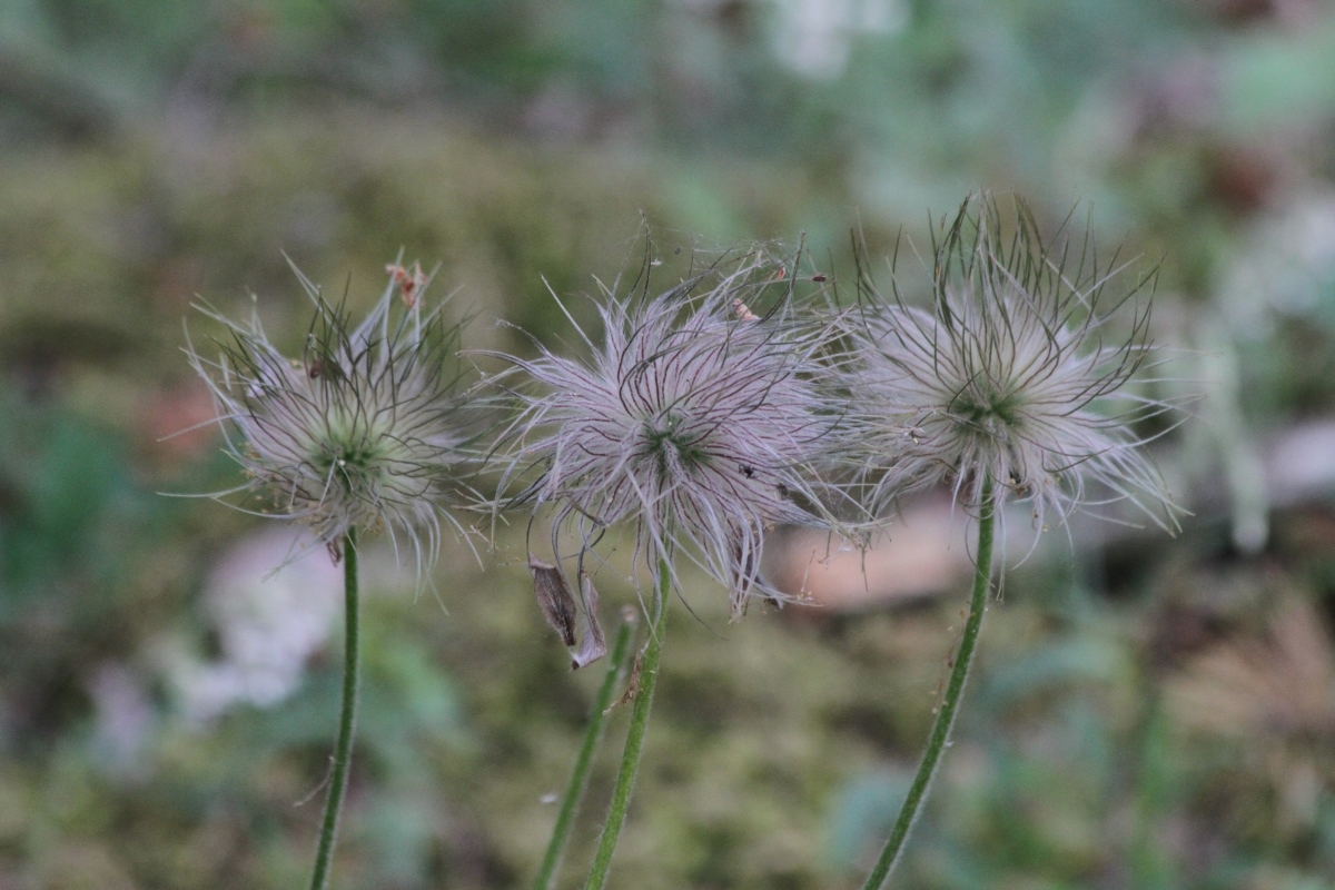 Изображение особи Pulsatilla pratensis.