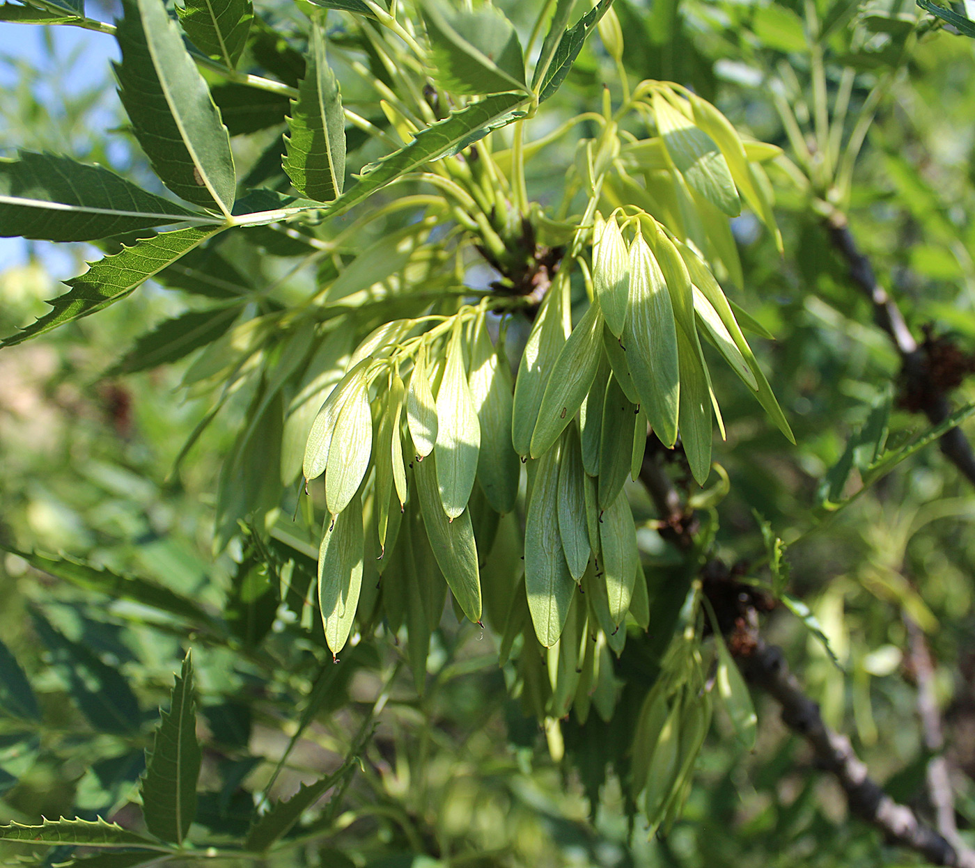 Изображение особи Fraxinus oxycarpa.