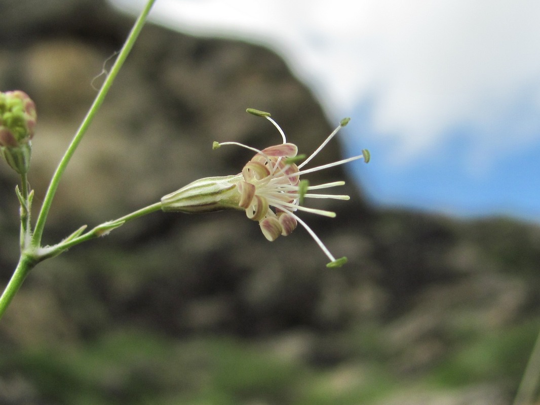 Image of Silene saxatilis specimen.