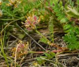 Astragalus neokarelinianus. Веточка с соплодиями. Челябинская обл., Кизильский р-н, Богдановское сельское поселение, пос. Грязнушинский, долина р. Урал, каменистая закустаренная степь. 13 июня 2019 г.