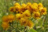 Inula germanica