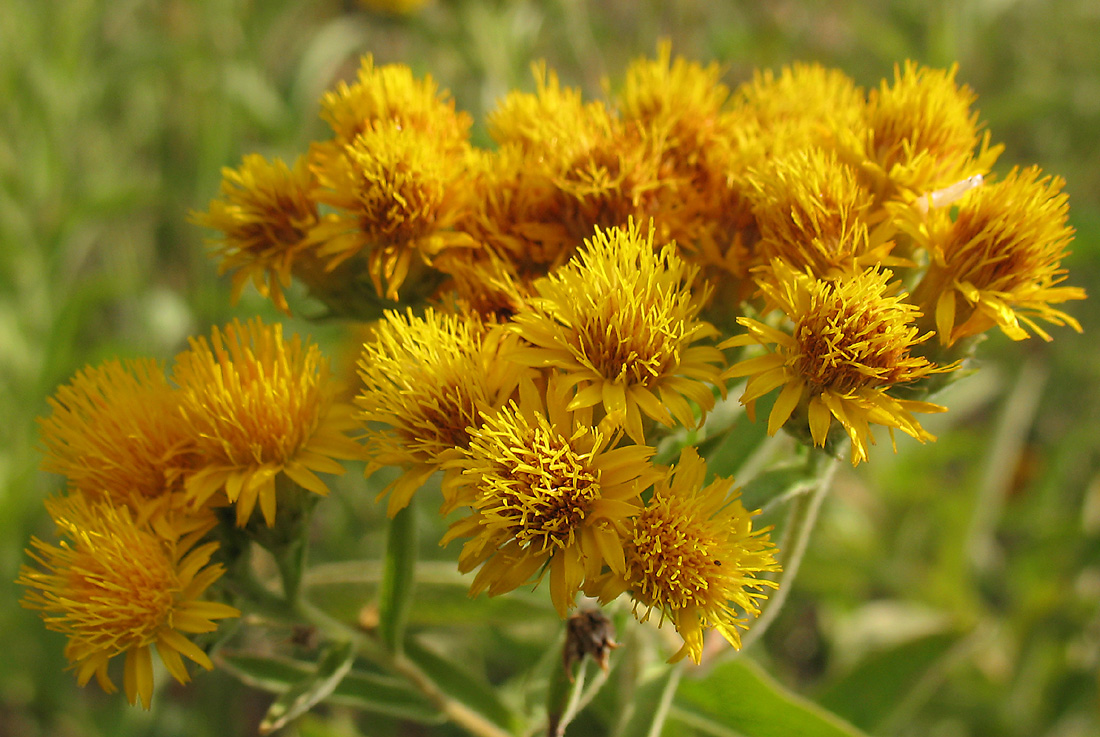 Image of Inula germanica specimen.