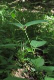 Vincetoxicum scandens