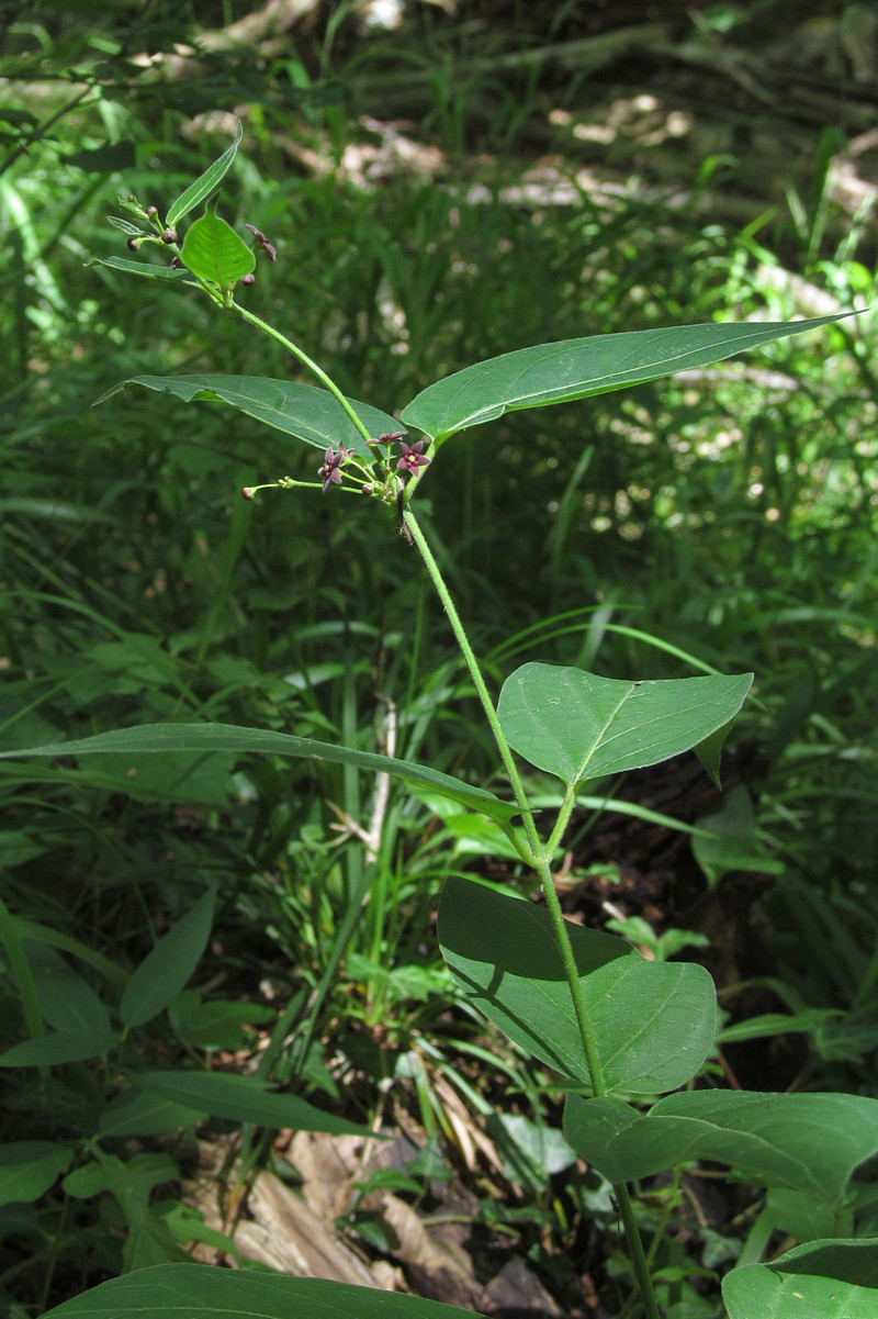 Image of Vincetoxicum scandens specimen.