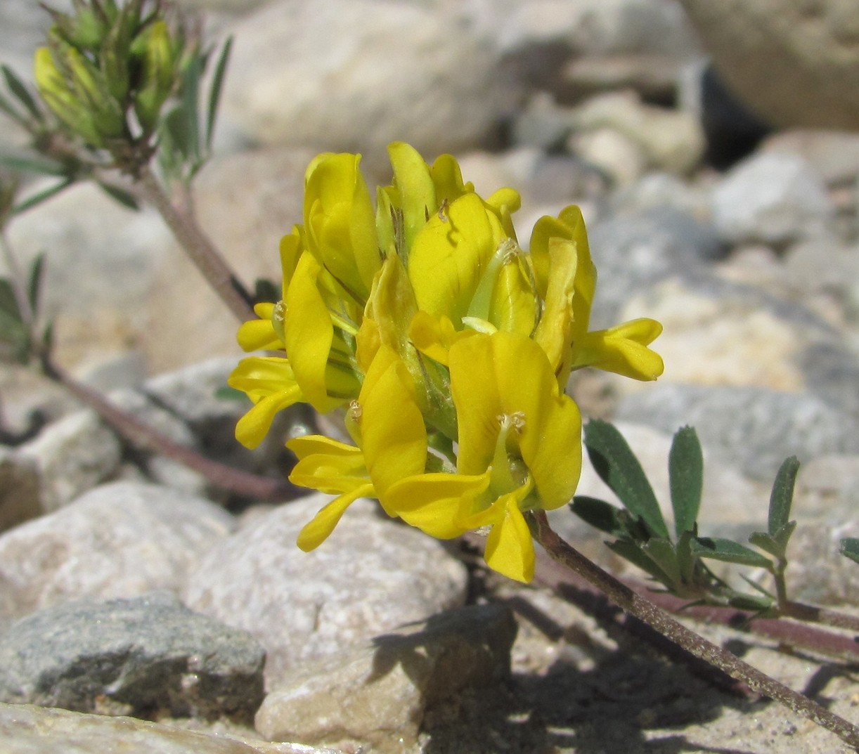 Image of Medicago romanica specimen.
