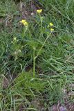 Ranunculus tenuilobus