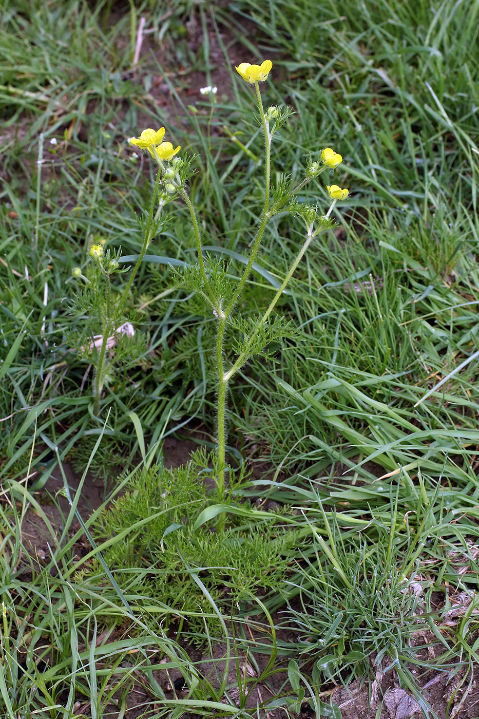 Изображение особи Ranunculus tenuilobus.