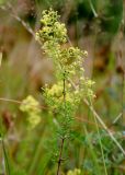 Galium × pomeranicum. Верхушка цветущего растения с завязавшимися плодами. Ленинградская обл., Кургальский п-ов, луг. 02.08.2019.