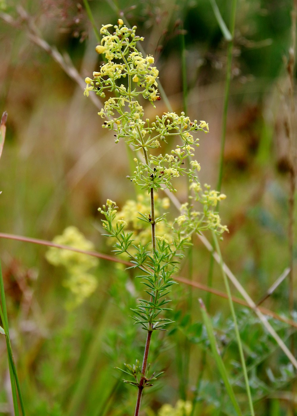 Изображение особи Galium &times; pomeranicum.