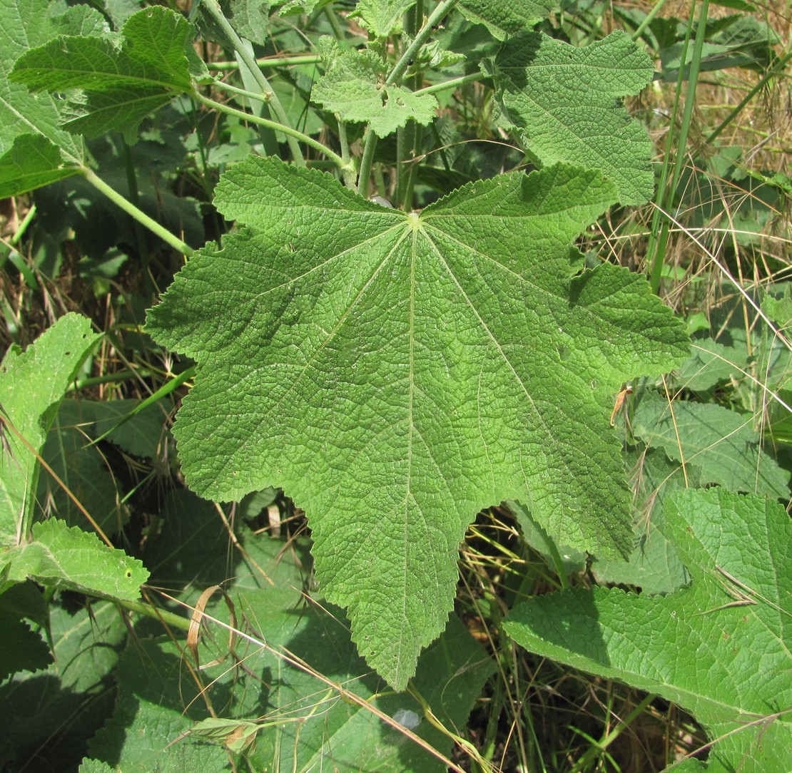 Image of Alcea rugosa specimen.